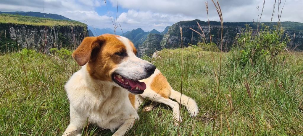 Cachorro deitado na grama com o cânion ao fundo