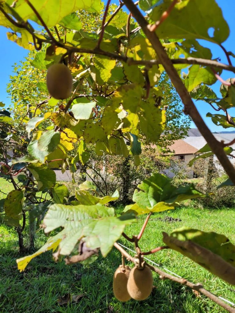 Kiwis no pé